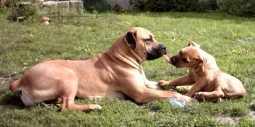 boerboel.jpg