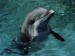delfín obecný
